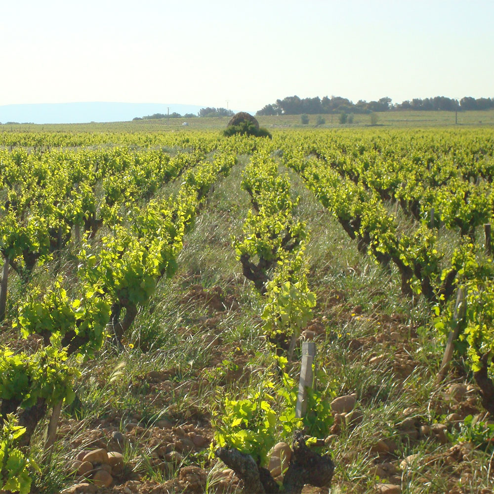 viticulture bio dans le vaucluse